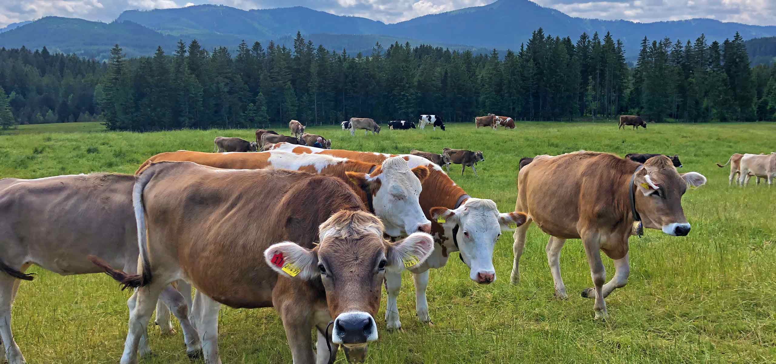 Urlaub auf dem Bauernhof
