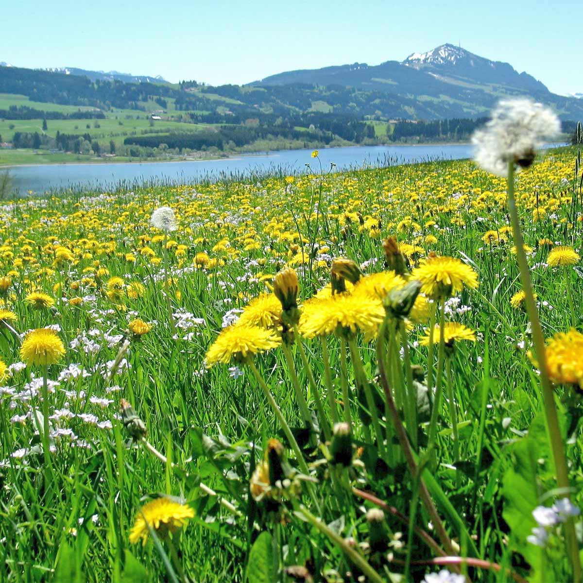 Sommer im Allgäu