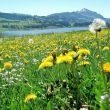 Allgäuer Sommer